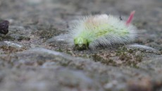 Pale Tussock moth caterpillar at Llwyn Celyn